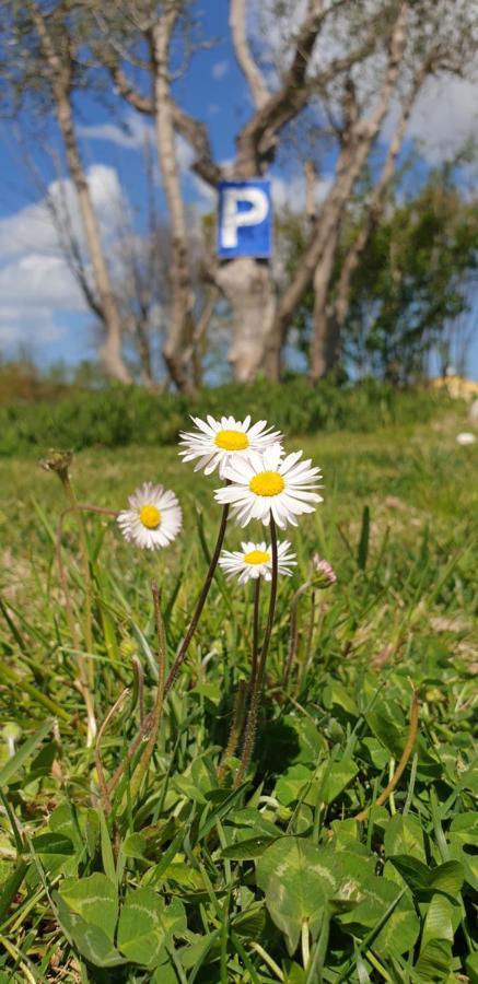 La Dolce Vita Castelfidardo Bagian luar foto