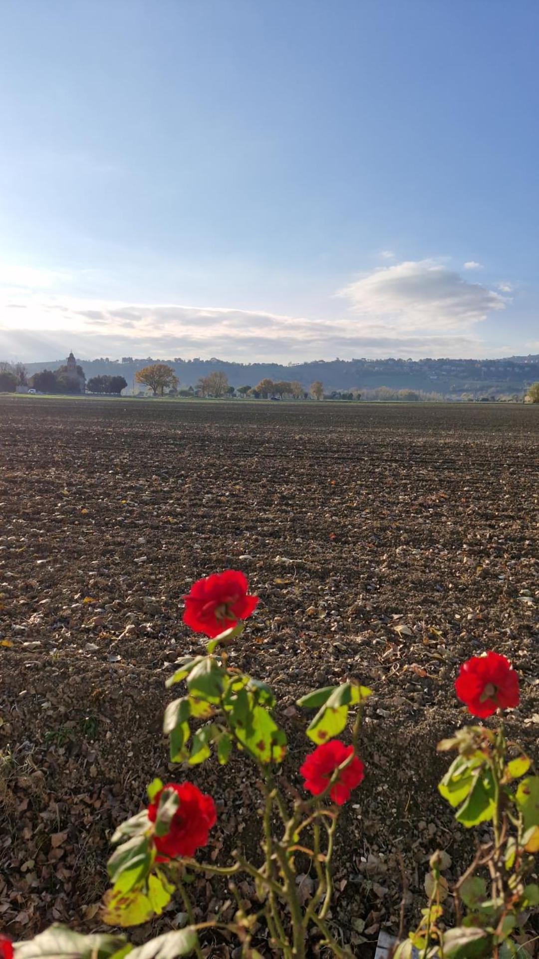 La Dolce Vita Castelfidardo Bagian luar foto