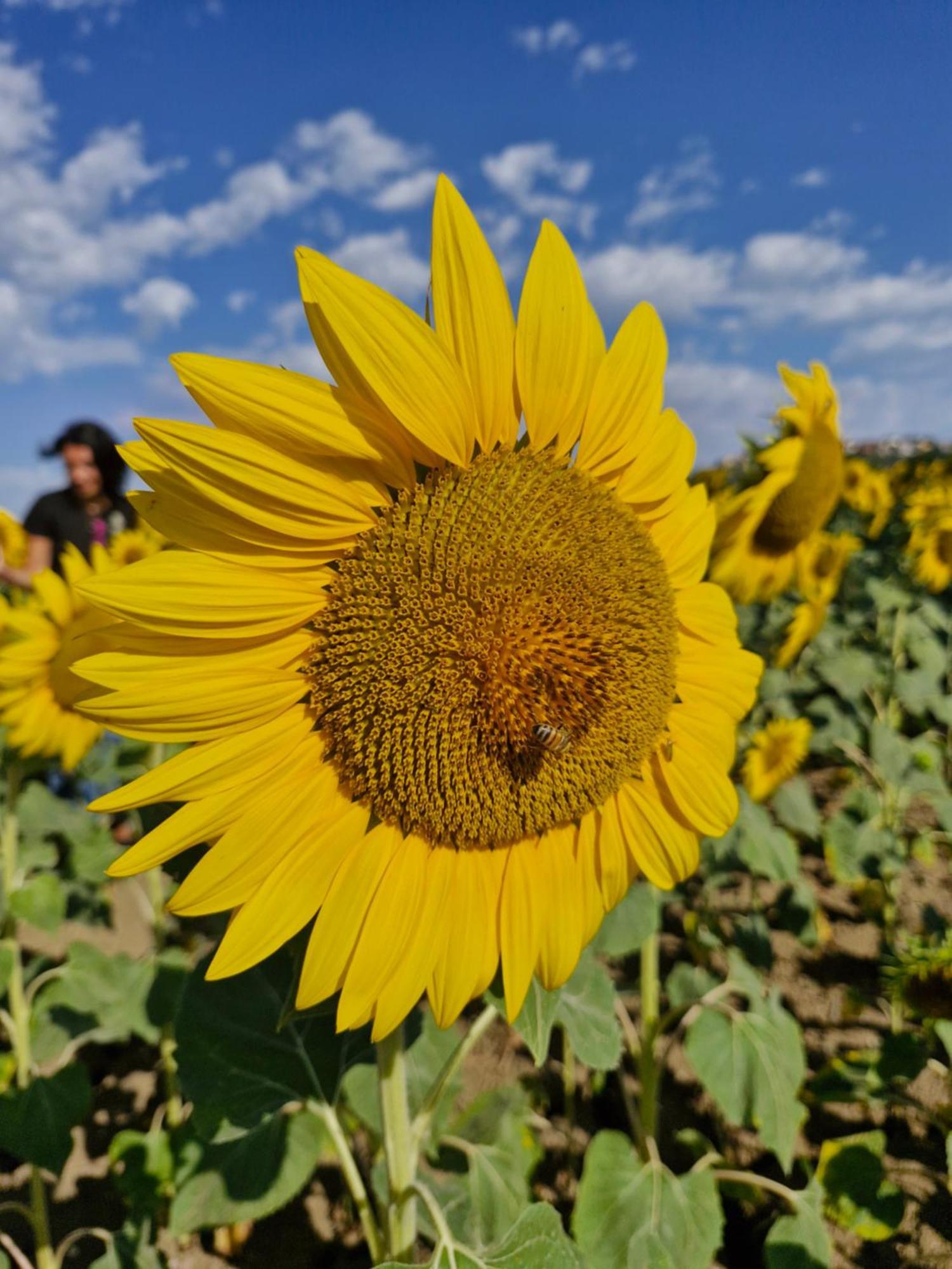 La Dolce Vita Castelfidardo Bagian luar foto